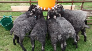 IMG_20150517_124820958