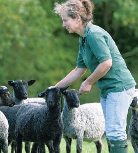 Sue Cole with the flock